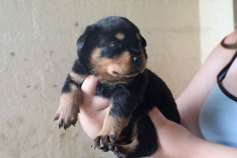 Limited Pedigree Registered Rottweiler Puppies - Image 5 of 5