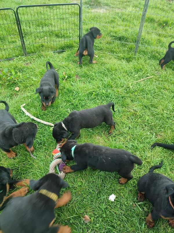 Litter Of 8 Chunky Rottweiler Puppies Available For Sale in Dumfries
