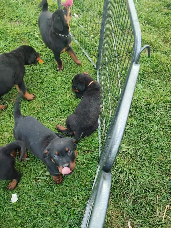 Litter Of 8 Chunky Rottweiler Puppies Available For Sale in Dumfries