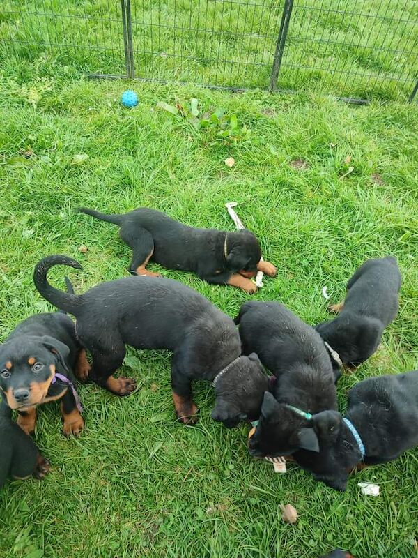 Litter Of 8 Chunky Rottweiler Puppies Available For Sale in Dumfries