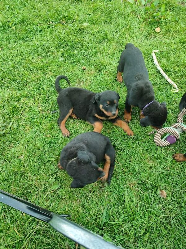 Litter Of 8 Chunky Rottweiler Puppies Available For Sale in Dumfries