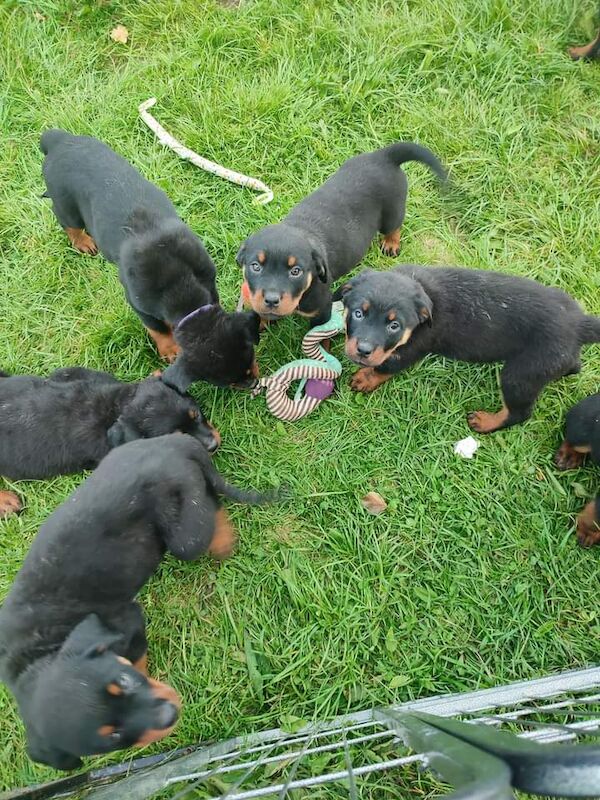 Litter Of 8 Chunky Rottweiler Puppies Available For Sale in Dumfries