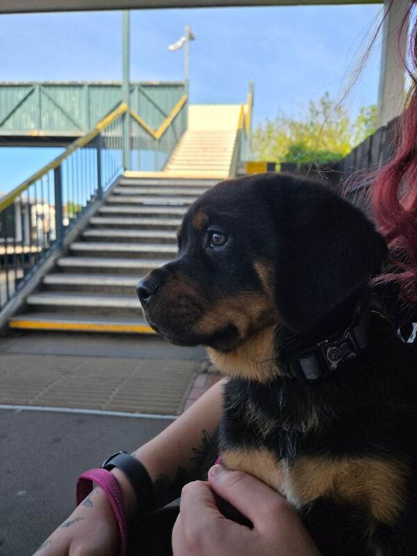 Looking for a forever home