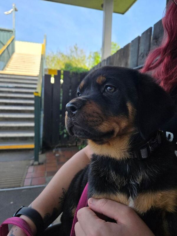 Looking for a forever home - Image 2 of 4