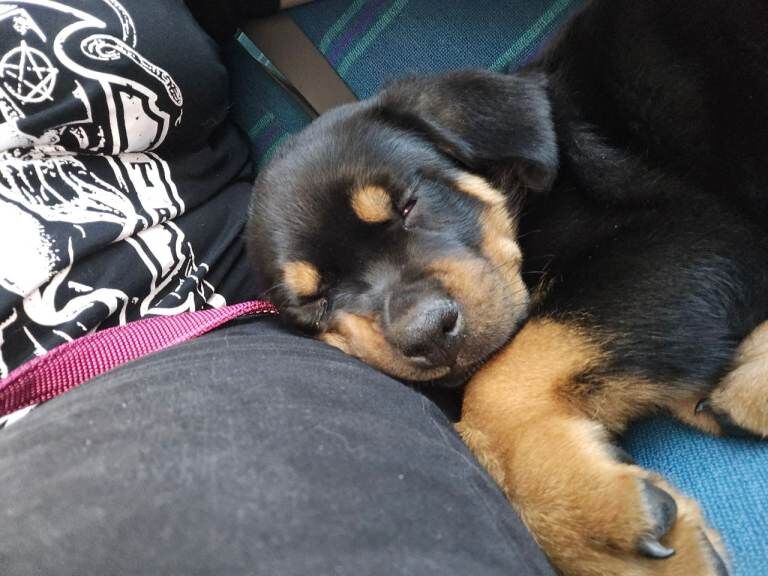 Looking for a forever home - Image 3 of 4