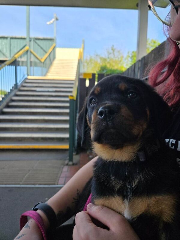 Looking for a forever home - Image 4 of 4