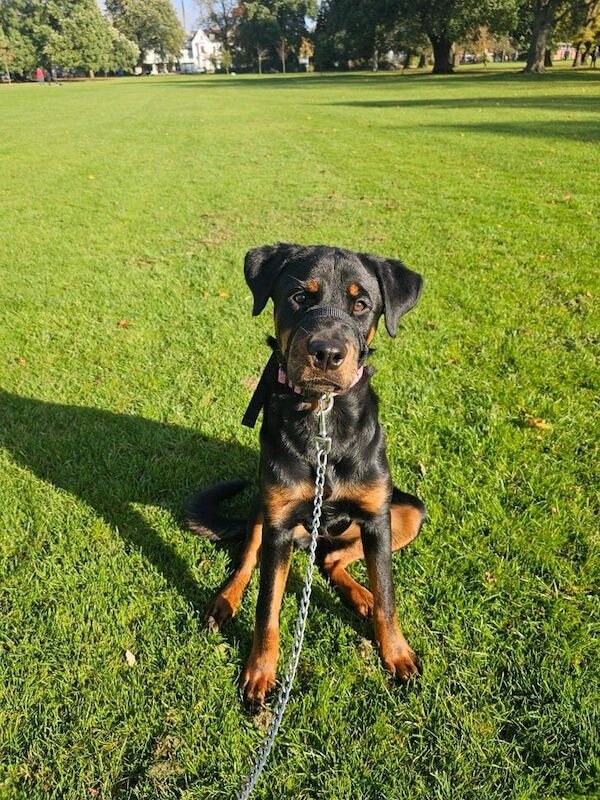 Rottweiler puppies for sale in Kingston upon Hull, East Riding of Yorkshire – 1 year old
