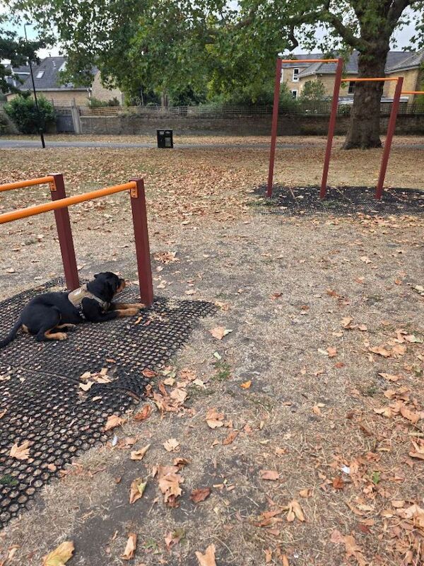 Rottweiler Puppies For Sale