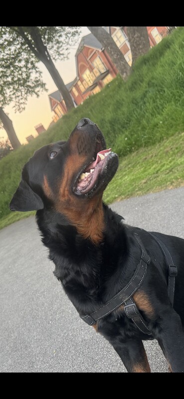 Rottweiler puppies for sale in Lancashire – 4 years old