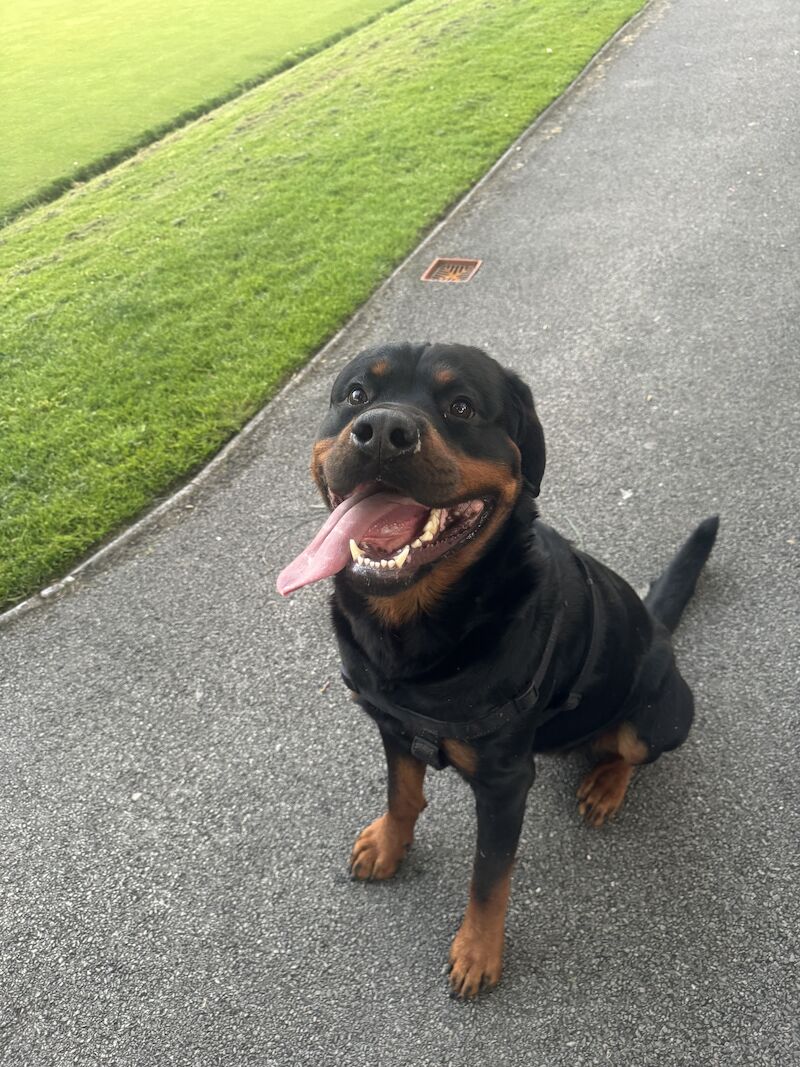 Male for breeding for sale in Lancashire | Image 2