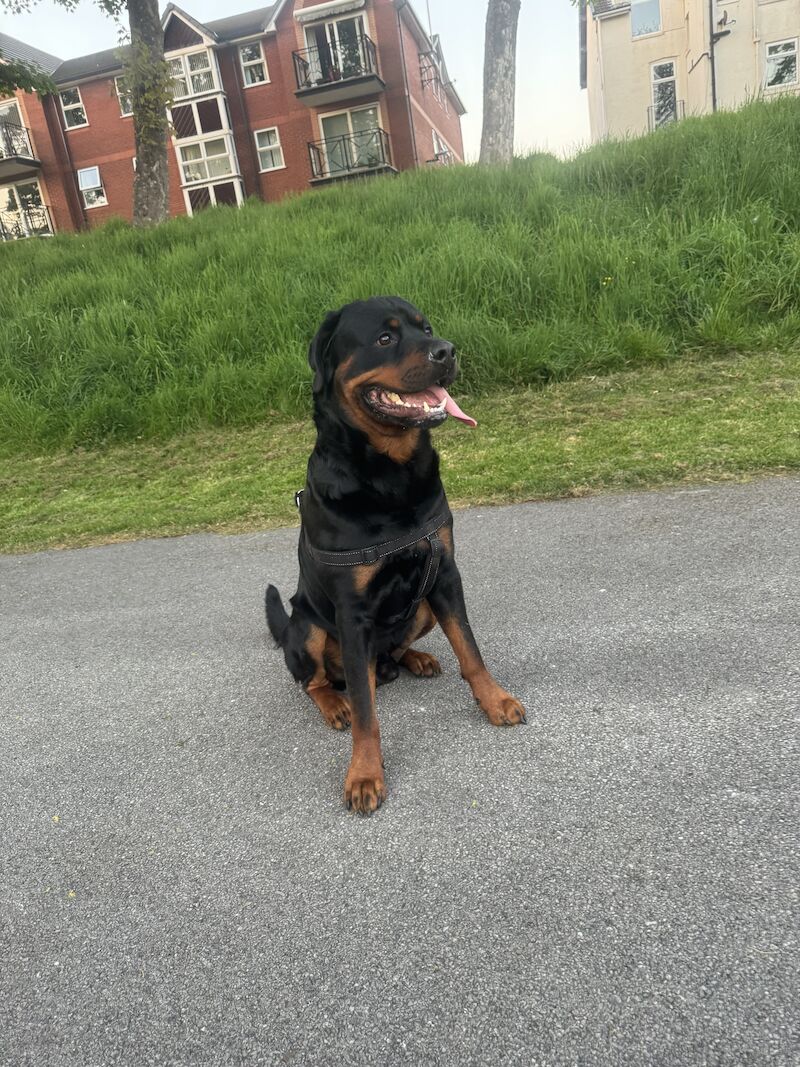 Male for breeding for sale in Lancashire | Image 3