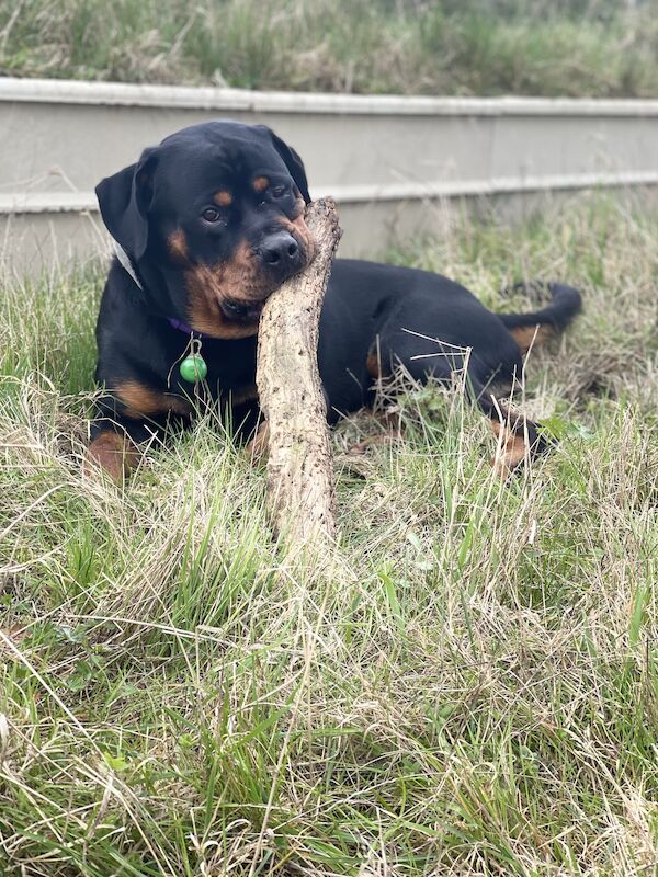 Male Rottweiler for sale in Wokingham, Berkshire
