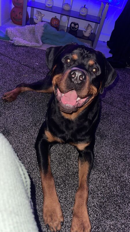 Male Rottweiler for sale in Wokingham, Berkshire | Image 2