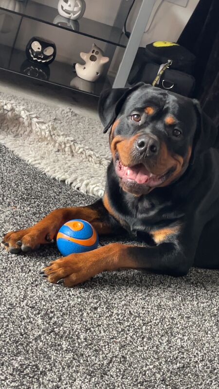 Male Rottweiler for sale in Wokingham, Berkshire | Image 3