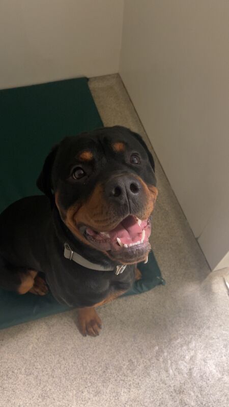 Male Rottweiler for sale in Wokingham, Berkshire | Image 4