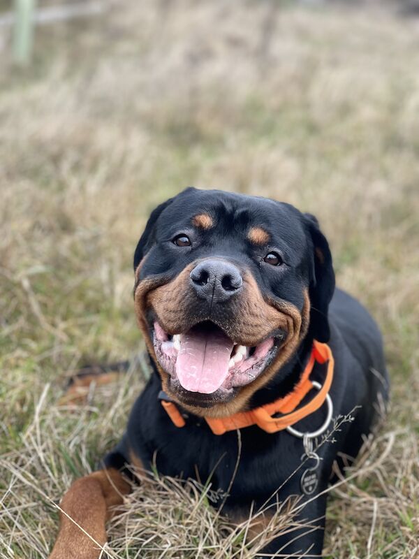 Rottweiler puppies for sale in Wokingham, Berkshire – 2 years old - Image 5 of 6