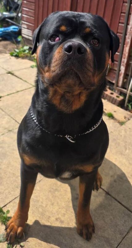 Rottweiler puppies for sale in Selby, North Yorkshire – 2 years old
