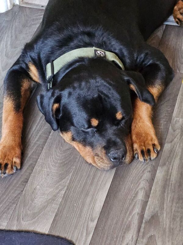Rottweiler puppies for sale in Hemel Hempstead, Hertfordshire – 9 months old
