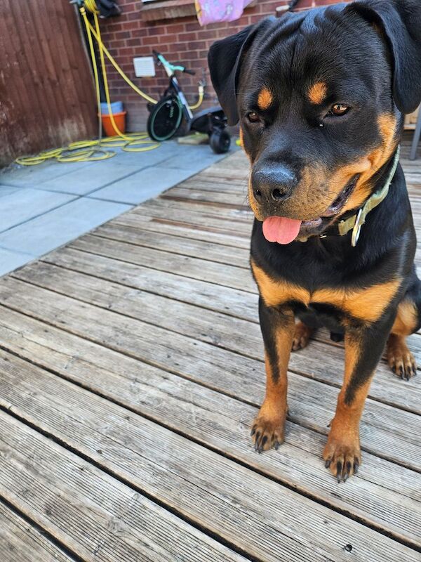 Rottweiler puppies for sale in Hemel Hempstead, Hertfordshire – 9 months old - Image 2 of 3