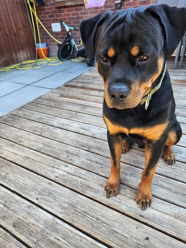 Rottweiler puppies for sale in Hemel Hempstead, Hertfordshire – 9 months old - Image 3 of 3