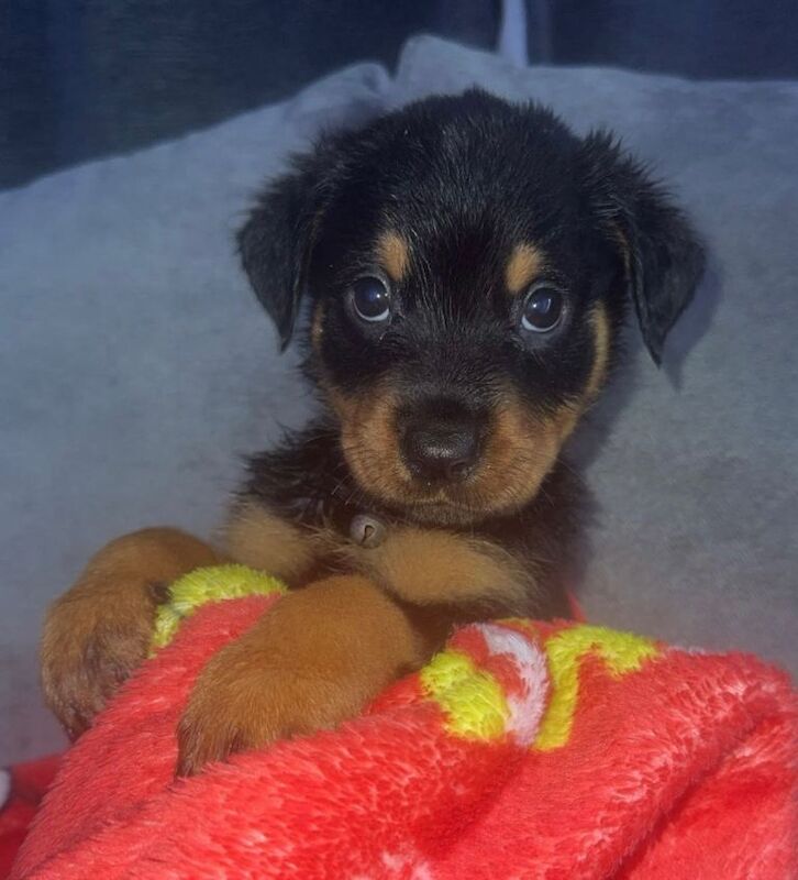 Rottweiler puppies for sale in Peterlee, Durham – 6 weeks old