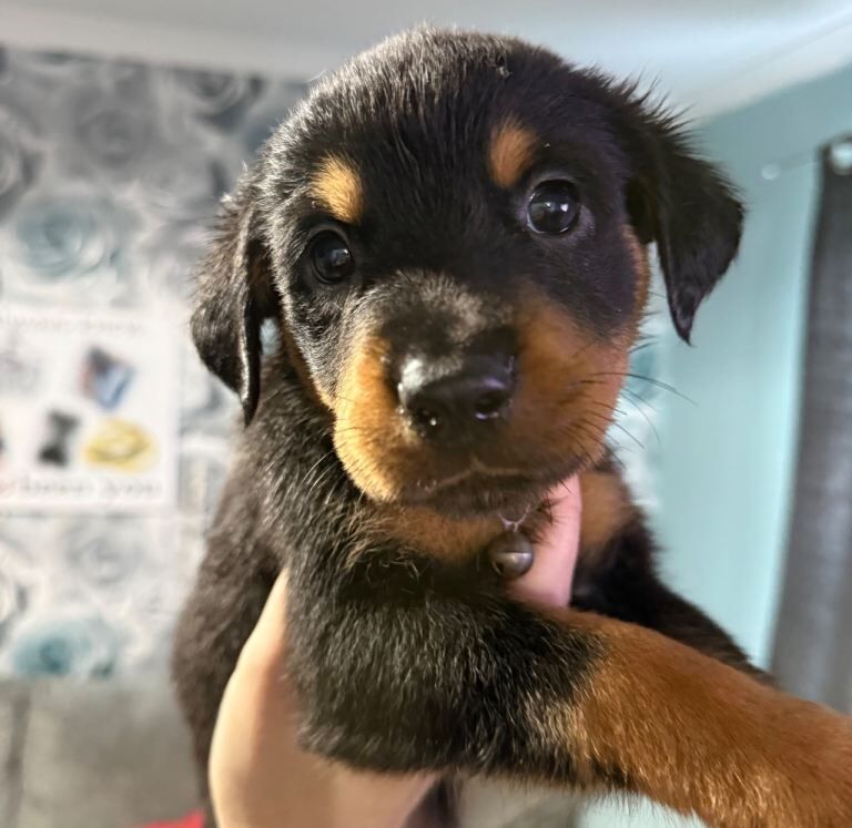 Rottweiler puppies for sale in Peterlee, Durham – 10 weeks old - Image 2 of 2