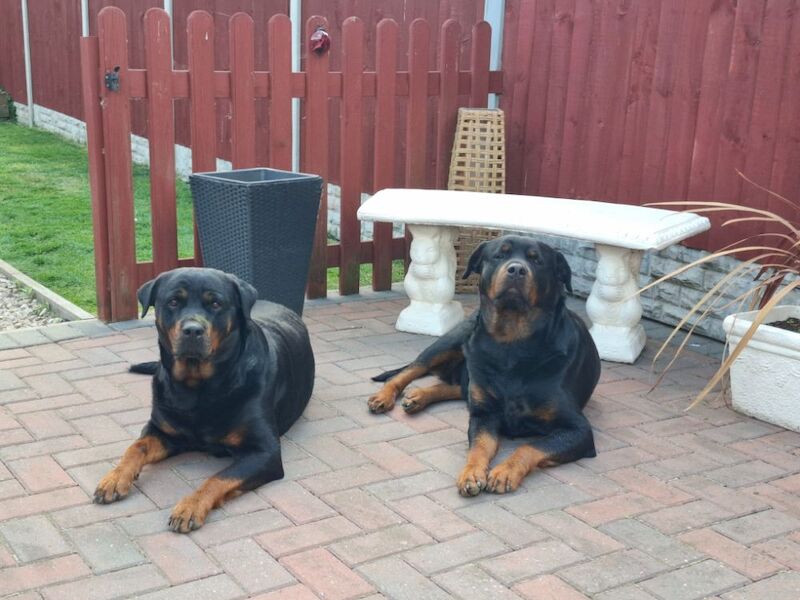 Meela 4yr old female rottweiler for sale in Coalville, Leicestershire