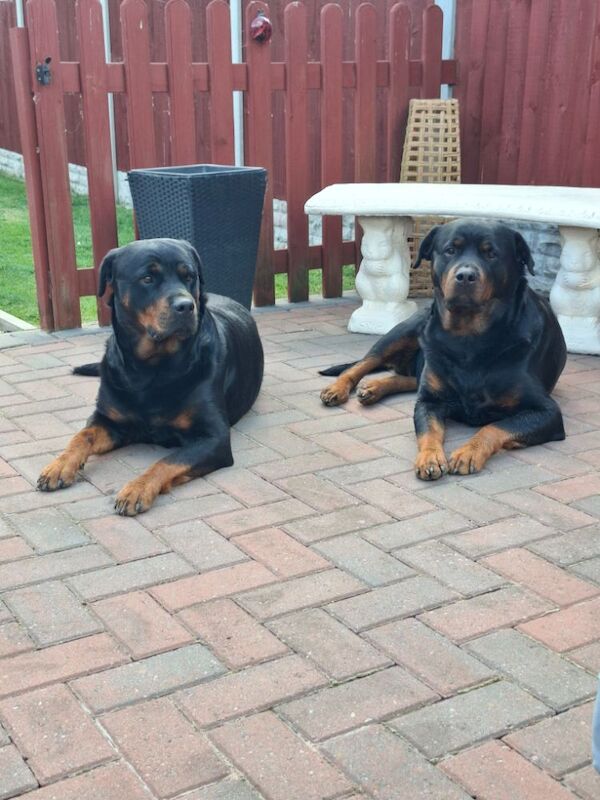Meela 4yr old female rottweiler for sale in Coalville, Leicestershire - Image 2