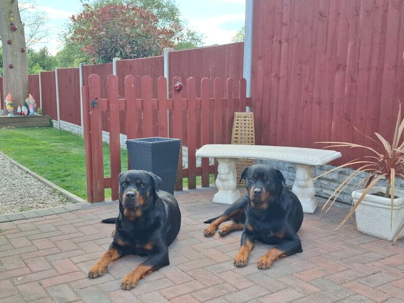 Meela 4yr old female rottweiler for sale in Coalville, Leicestershire - Image 3
