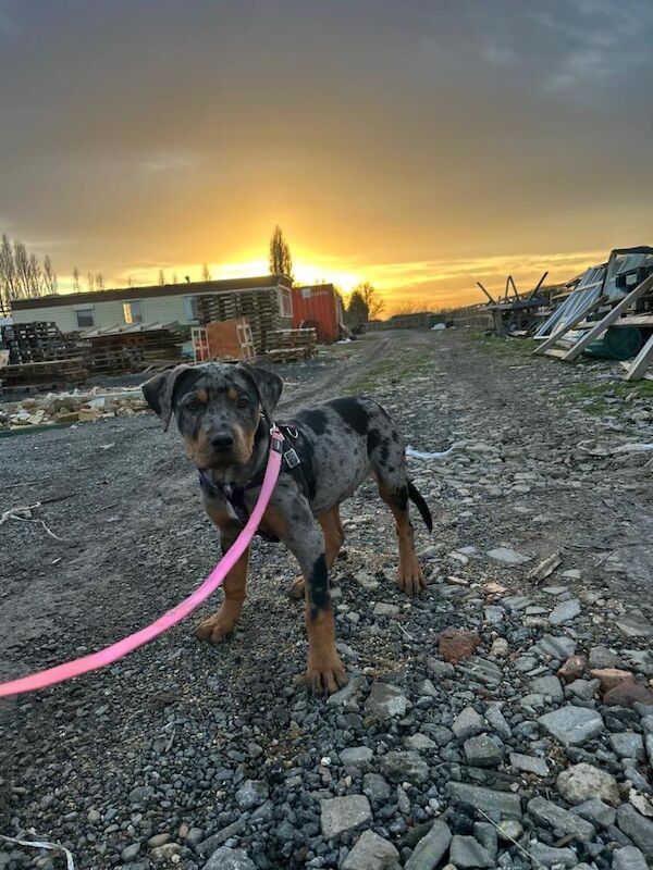 Rottweiler puppies for sale in Royston, Glasgow – 3 months old