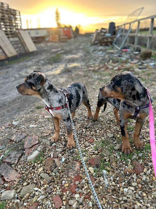 Rottweiler puppies for sale in Royston, Glasgow – 3 months old - Image 2 of 5