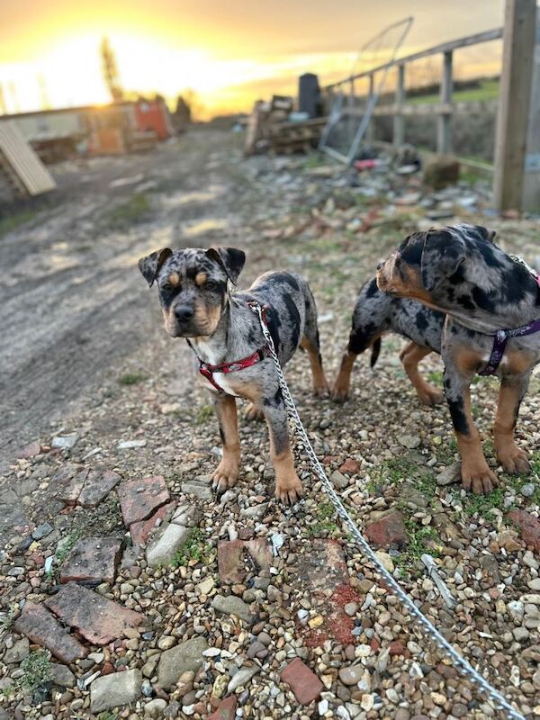 Rottweiler puppies for sale in Royston, Glasgow – 3 months old - Image 3 of 5