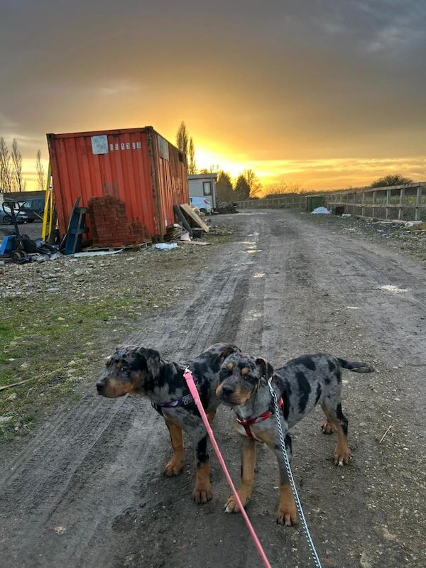Rottweiler puppies for sale in Royston, Glasgow – 3 months old - Image 4 of 5