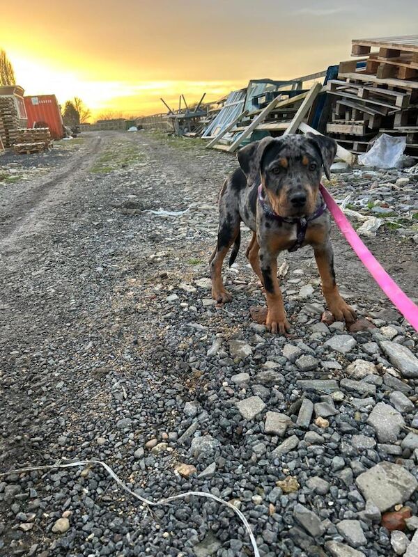Rottweiler puppies for sale in Royston, Glasgow – 3 months old - Image 5 of 5