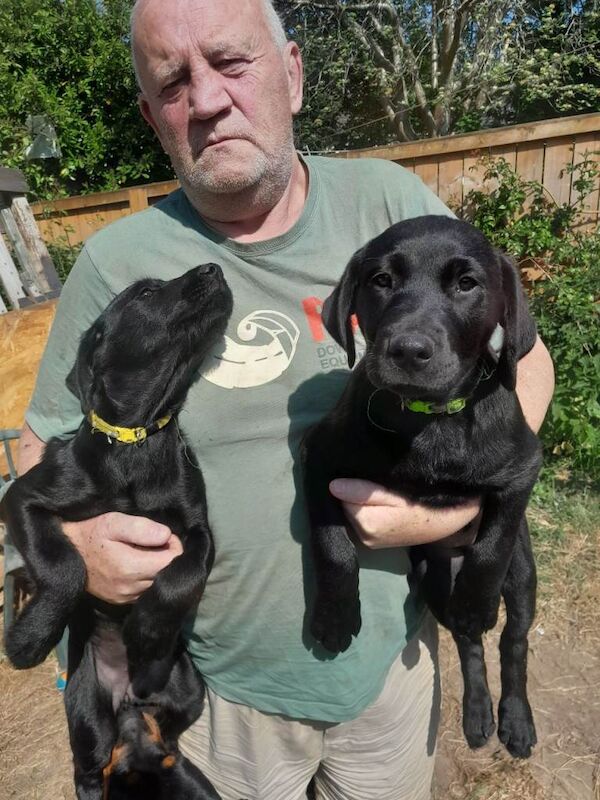 Kennel Club Registered Rottweiler Puppies For Sale
