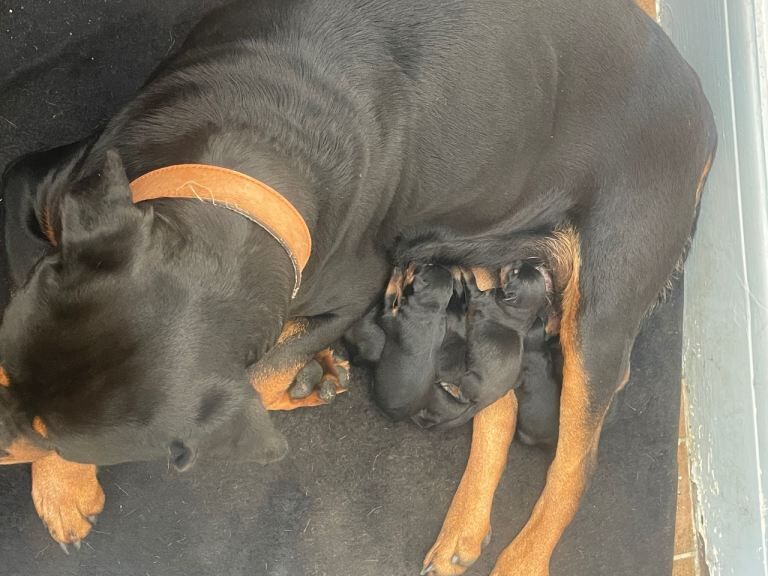 Kennel Club Registered Rottweiler Puppies For Sale