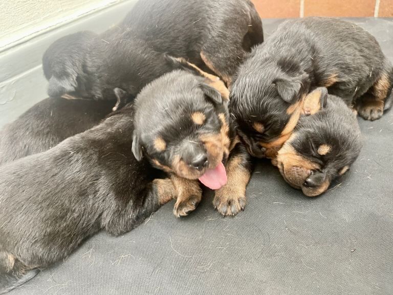 Rottweiler Puppies For Sale