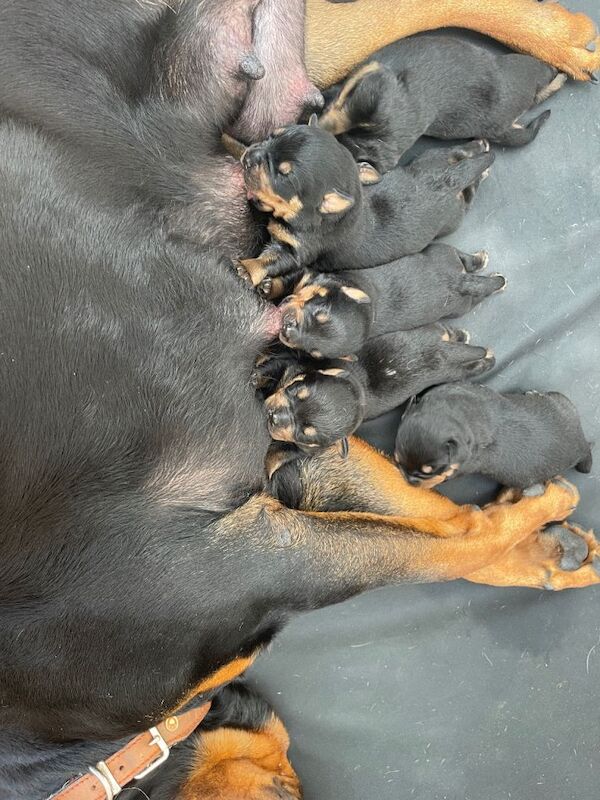 Mr & Mrs - Image 3 of 3