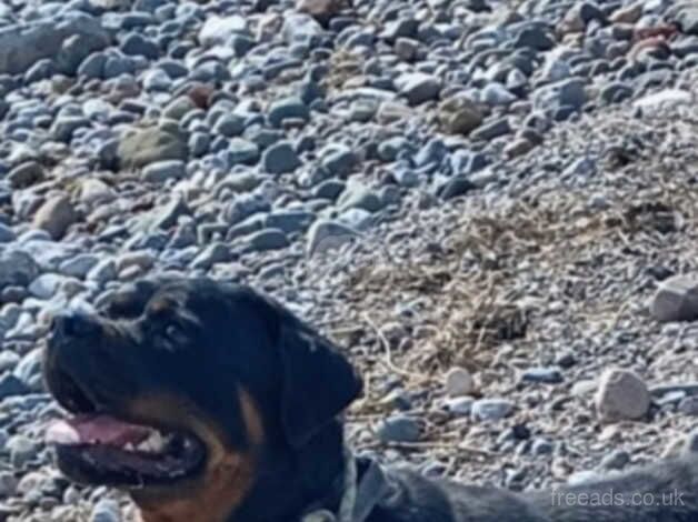 Kennel Club Registered Rottweiler Puppies For Sale | Rottweiler Owners