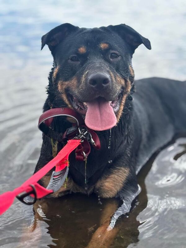 Rottweiler puppies for sale in Ayr, Ayrshire and Arran – 1 year old