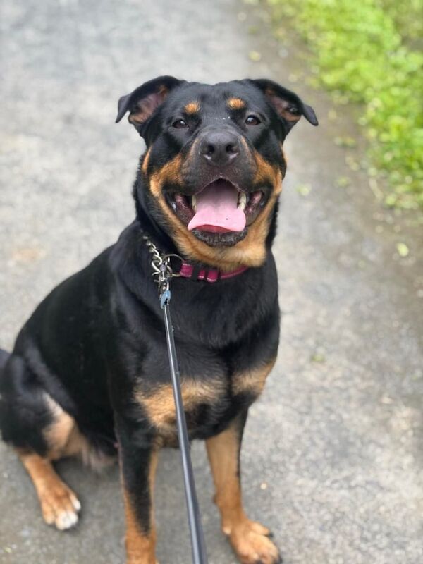Rottweiler puppies for sale in Ayr, Ayrshire and Arran – 1 year old - Image 2 of 3
