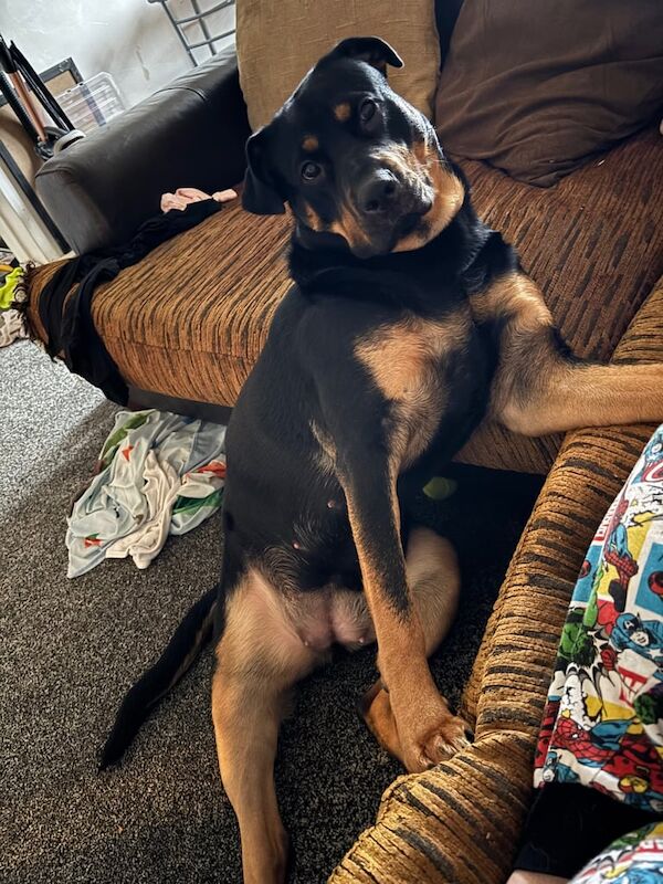 Rottweiler puppies for sale in Ayr, Ayrshire and Arran – 1 year old - Image 3 of 3