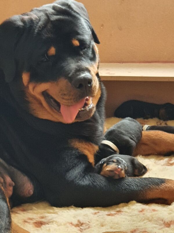 Oldest Rottweiler Old Fashioned Type - Rottweiler Puppies For Sale in Wakefield, West ...