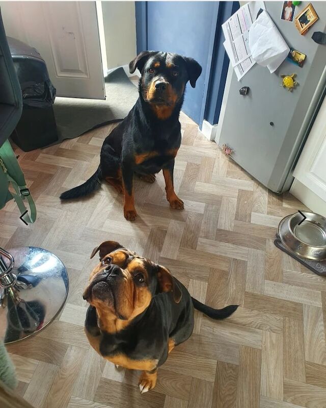 Olde tyme english bulldogg X Rottweiler puppies. for sale in High Green, South Yorkshire