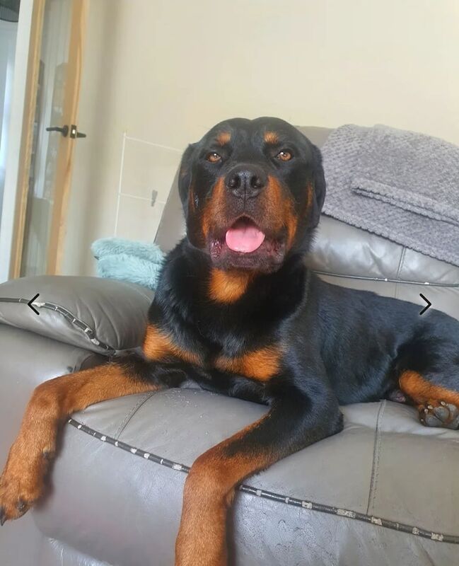 Olde tyme english bulldogg X Rottweiler puppies. for sale in High Green, South Yorkshire | Image 2
