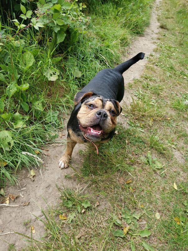 Olde tyme english bulldogg X Rottweiler puppies. for sale in High Green, South Yorkshire | Image 3