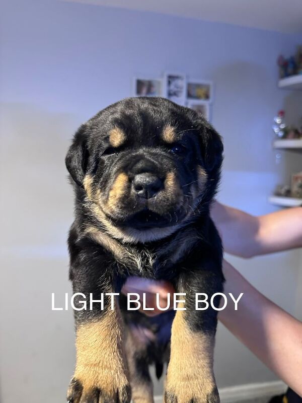 One boy left! - Image 2 of 3