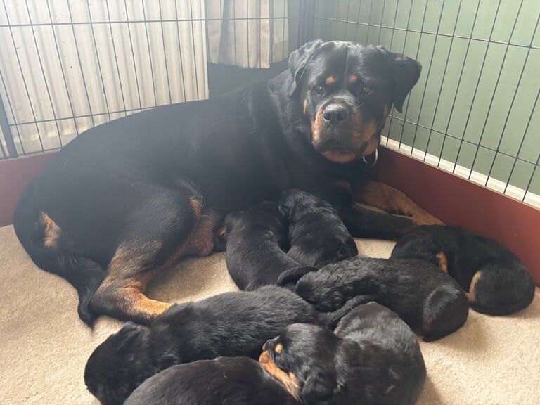 Outstanding litter of KC reg Rottweiler pups. for sale in Coatbridge, Lanarkshire