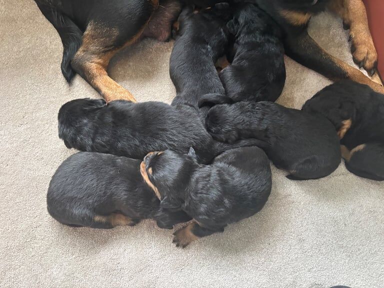 Outstanding litter of KC reg Rottweiler pups. for sale in Coatbridge, Lanarkshire | Image 2