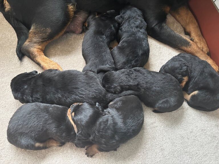 Outstanding litter of KC reg Rottweiler pups. for sale in Coatbridge, Lanarkshire | Image 3